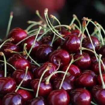 TOF QUALITY Fresh Sweert Healthy Fruit Benefits Cherries