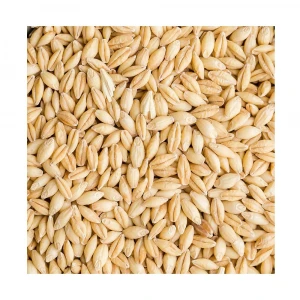 Top Grade Barley for Feed and Human Consumption