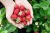 Import Top Grade Fresh Strawberry, Frozen Strawberry, Berries Fresh Berries Fruits Supplier from Ukraine