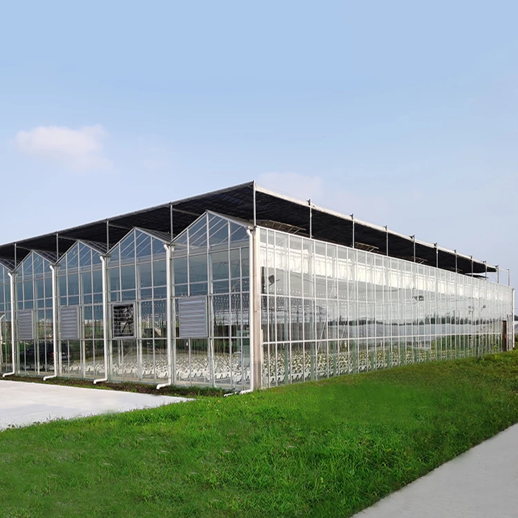 Venlo Greenhouse Glass Greenhouse Galvanized With Steel Frame Hydroponic Growing System In-solar agricultural Greenhouse