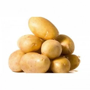 WASHED FRESH POTATO FROM HOLLAND AVAILABLE AT CHEAP PRICES
