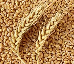Wheat,/Buck Wheat,/Feed Wheat,/Rye