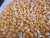 Import White and Yellow Corn for Animal Feed from Thailand