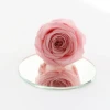 wholesale 8 pcs/box everlasting rose real touch dried flower preserved roses head 4-5 cm grade b