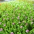Import Wholesale artificial turf grass/living green wall/artificial plant for home decoration from China