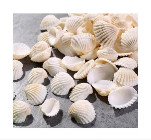 Wholesale Natural Craft Seashells  China Raw Abalone Shell For Crafts and home decoration  Making