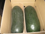 Water Melon/Traditional export commodities