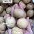 Import Xinjiang area 2020 crop walnuts in-shell different types from China