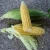 Import Yellow corn from India