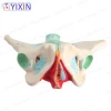 YIXIN/2020 New Product Female Pelvis Model with Color and Numbered for Medical Science