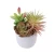Import YMXY-G79 High Quality Green Mini Succulent Plants Bonsai Small Potted Artificial from China