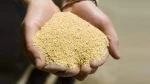 Barley Feed, Soybean meal, Maize feed, milk feed, soybean feed