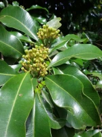 Cloves
