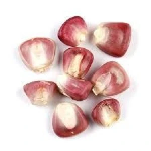 High-Quality Red Maize – Non-GMO Grain for Human & Animal Consumption