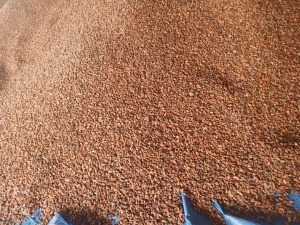 Cocoa Beans