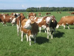 Healthy Live Dairy Cows, Simmental Bulls