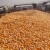 Import Dried Yellow Corn for Sale from Tanzania