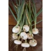 Organic Bianca di Maggio Onions farm fresh