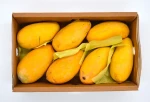Fresh Mango- Sindhari/Chaunsa/Anwar Ratol/Dusehri