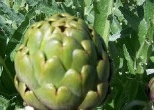Vegetable and Herb Seeds