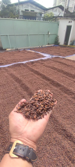 Cloves lalpari Ab6 Premium