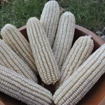 Affordable Dried White Maize Corn Non GMO White Corn & White Corn Maize for Human