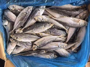 frozen Horse mackerel