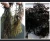 Import Seaweed chondracanthus chamissoi Gigartina / sea chicory. yuyo .mococho from Peru