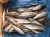 Import frozen Horse mackerel from China