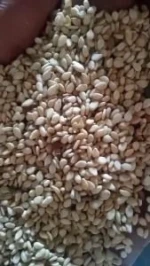 Natural White Sesame Seeds – High Purity | Sudan Origin | FOB Port Sudan
