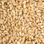 Durum Wheat Wholesale