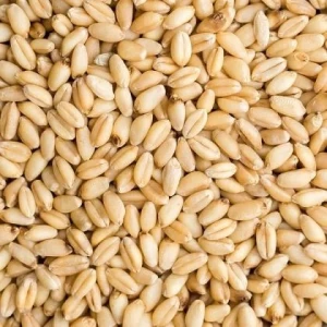 Durum Wheat Wholesale