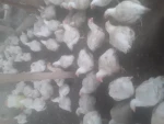 Live chickens