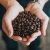 Import Premium Arabica Coffee Bean Offered Fresh With Rich Aroma And High Quality 100% Natural For Bulk Buyers Worldwide from United Kingdom