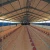 Import Prefabricated Galvanized Steel Structure Farming Shed Chicken Poultry House from China