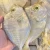 Import Fresh Frozen Moon Fish Whole Round from Belgium