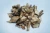 Import Wood chips from Indonesia