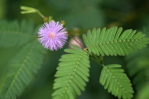 Mimosa pudica extract