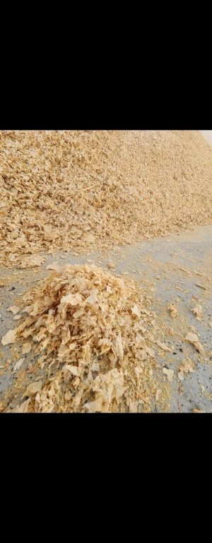 Pine Wood shavings