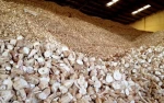 Dried Cassava Chips – A Reliable Raw Material for Feed, Food, and Industrial Applications