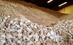 Dried Cassava Chips – A Reliable Raw Material for Feed, Food, and Industrial Applications
