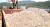 Import Dried Cassava Chips – A Reliable Raw Material for Feed, Food, and Industrial Applications from Vietnam