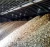 Import Dried Cassava Chips – A Reliable Raw Material for Feed, Food, and Industrial Applications from Vietnam