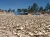 Dried Cassava Chips – A Reliable Raw Material for Feed, Food, and Industrial Applications