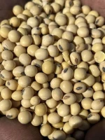 Soybeans NON-GMO Crop High Quality Soybean Wholesale