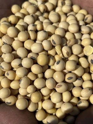 Soybeans NON-GMO Crop High Quality Soybean Wholesale