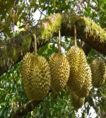 Nutrich Granules