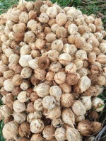 Fresh coconut