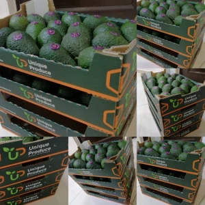 Branded Moroccan avocados