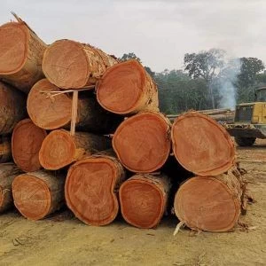 Ekop Beli Wood Logs